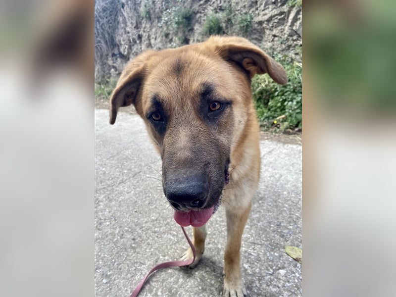 Achtung hier kommt Ares dein Traumhund