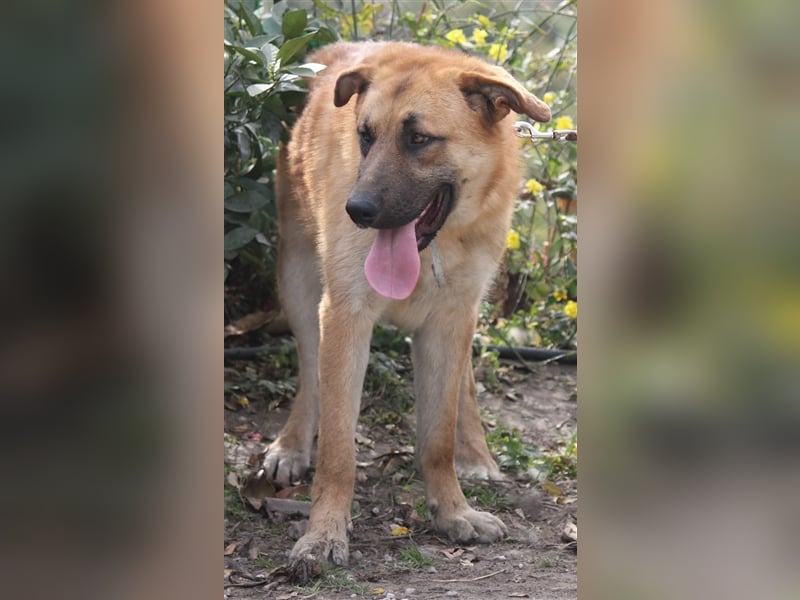 Achtung hier kommt Ares dein Traumhund
