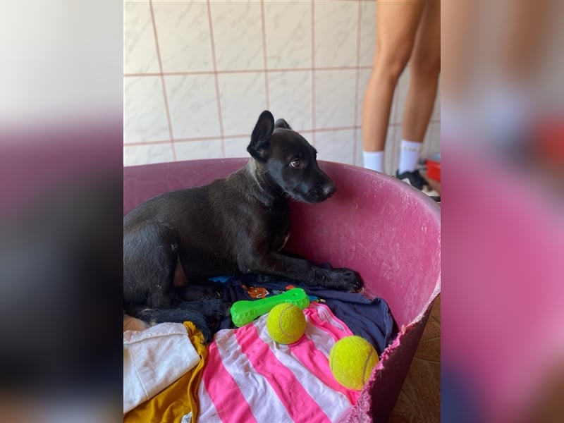 Lucifer, ein bezaubernder Hundejunge sucht sein Glück !