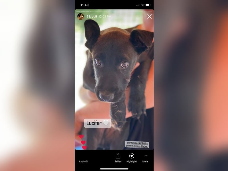 Lucifer, ein bezaubernder Hundejunge sucht sein Glück !