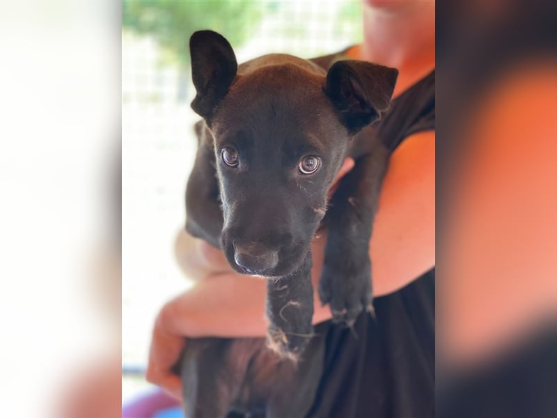 Lucifer, ein bezaubernder Hundejunge sucht sein Glück !
