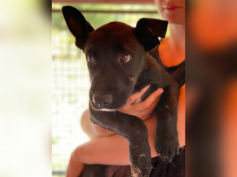 Lucifer, ein bezaubernder Hundejunge sucht sein Glück !