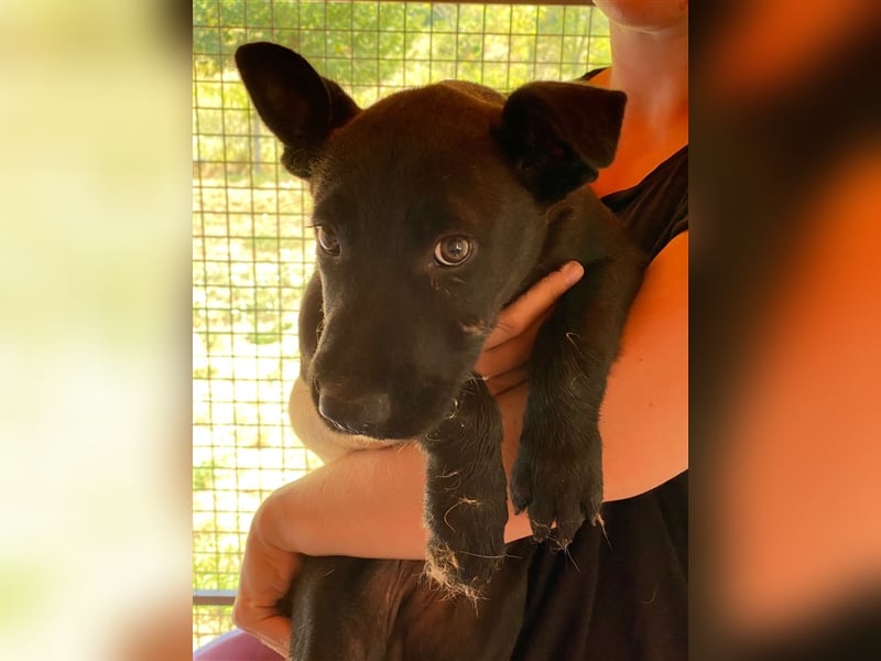 Lucifer, ein bezaubernder Hundejunge sucht sein Glück !
