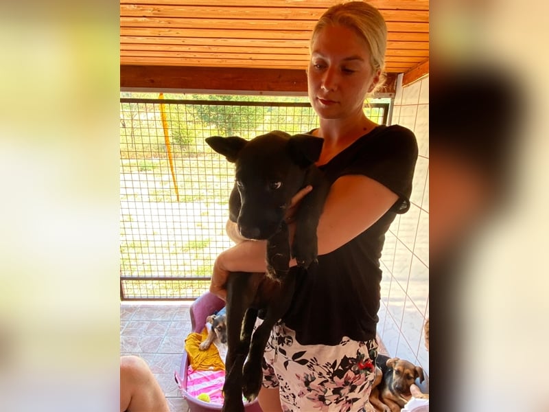 Lucifer, ein bezaubernder Hundejunge sucht sein Glück !
