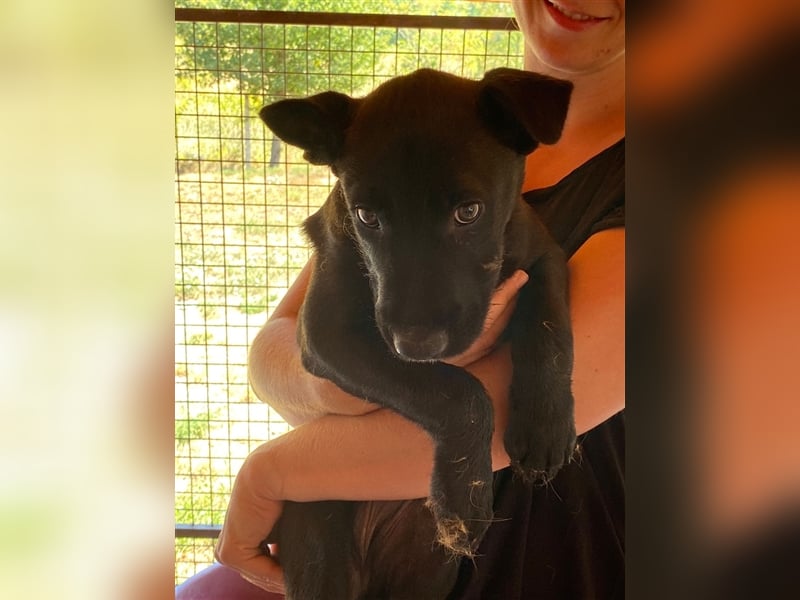 Lucifer, ein bezaubernder Hundejunge sucht sein Glück !