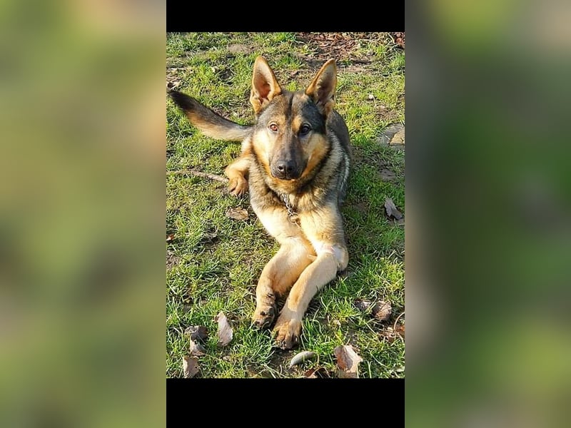 Bonzo sucht sein Zuhause im glück