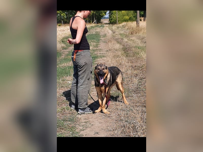 Bonzo sucht sein Zuhause im glück