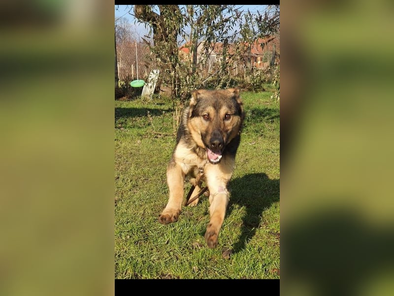 Bonzo sucht sein Zuhause im glück