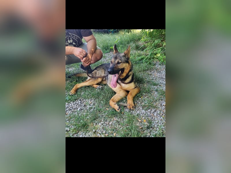 Bonzo sucht sein Zuhause im glück