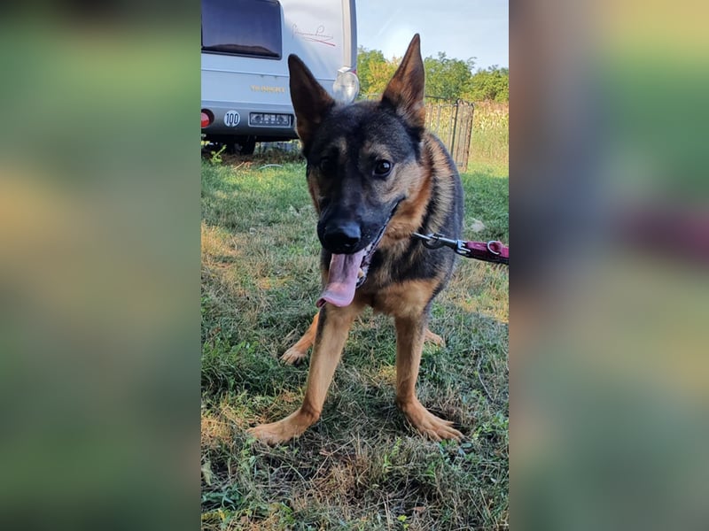 Bonzo sucht sein Zuhause im glück