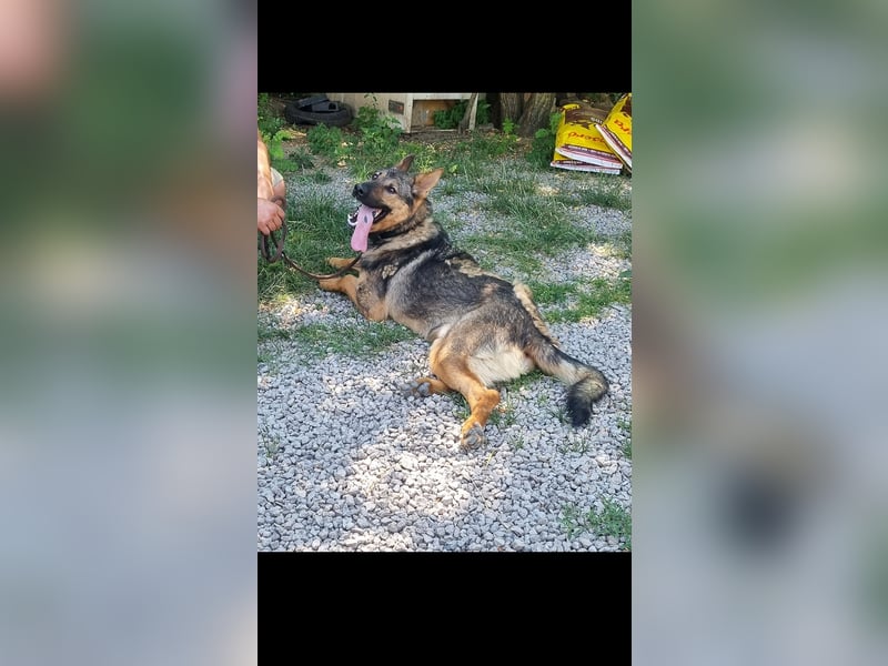 Bonzo sucht sein Zuhause im glück