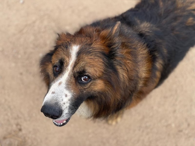 Frisbee- liebenswerter Rüde mit Menschenkenntnis sucht neuen Wirkungskreis