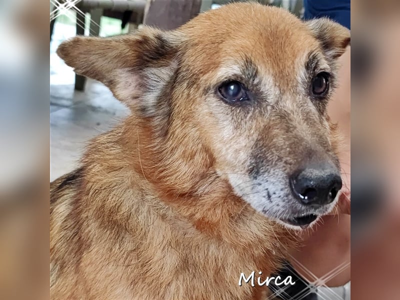 Hund Mirca ❤️(8 Jahre) sehr liebevoll & mag Katzen