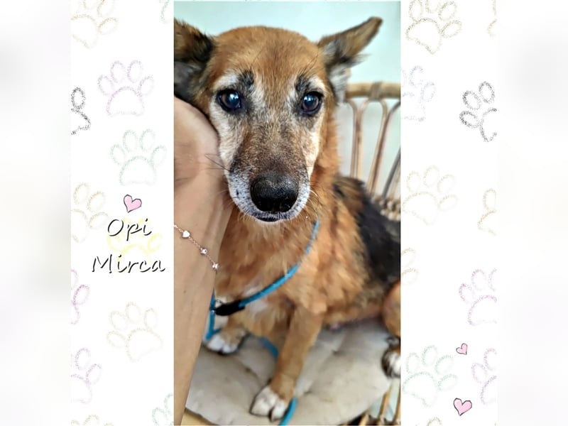 Hund Mirca ❤️(8 Jahre) sehr liebevoll & mag Katzen