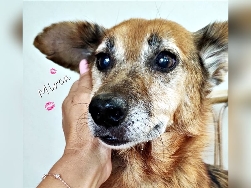 Hund Mirca ❤️(8 Jahre) sehr liebevoll & mag Katzen