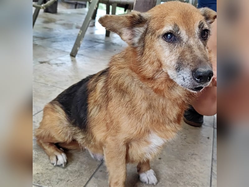 Hund Mirca ❤️(8 Jahre) sehr liebevoll & mag Katzen