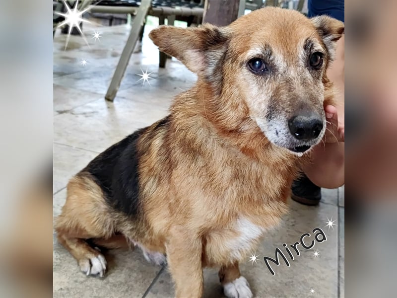 Hund Mirca ❤️(8 Jahre) sehr liebevoll & mag Katzen