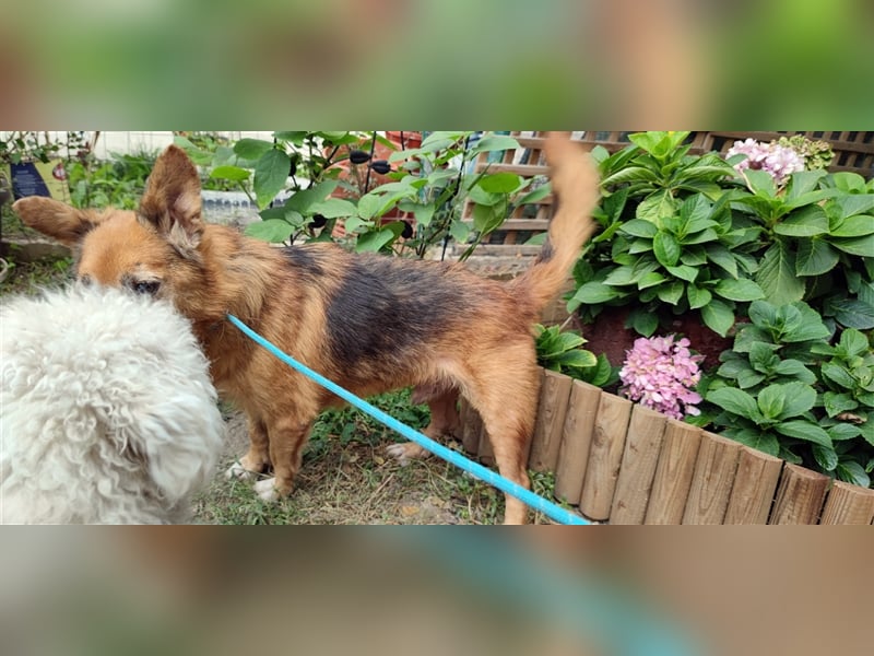 Hund Mirca ❤️(8 Jahre) sehr liebevoll & mag Katzen