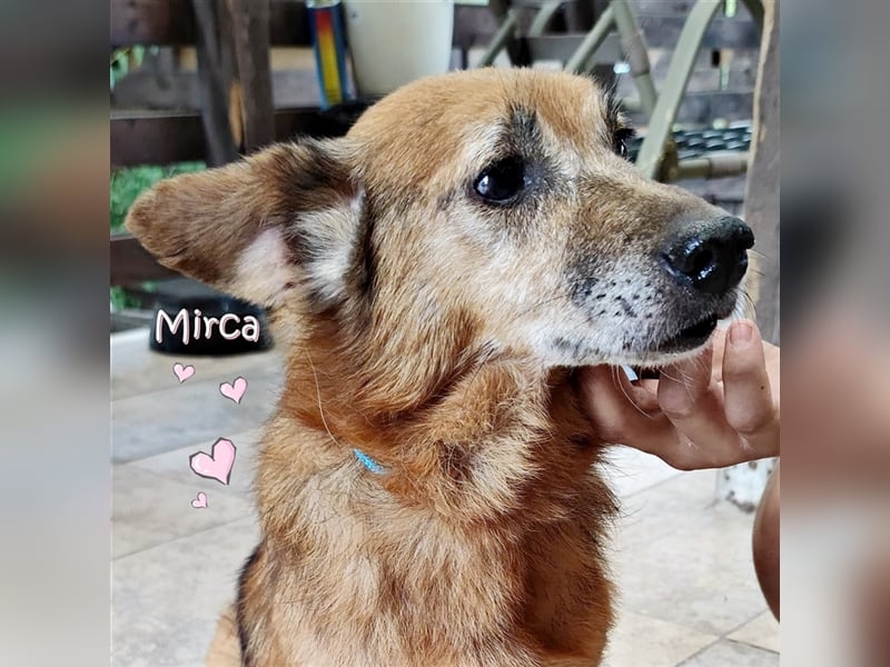 Hund Mirca ❤️(8 Jahre) sehr liebevoll & mag Katzen