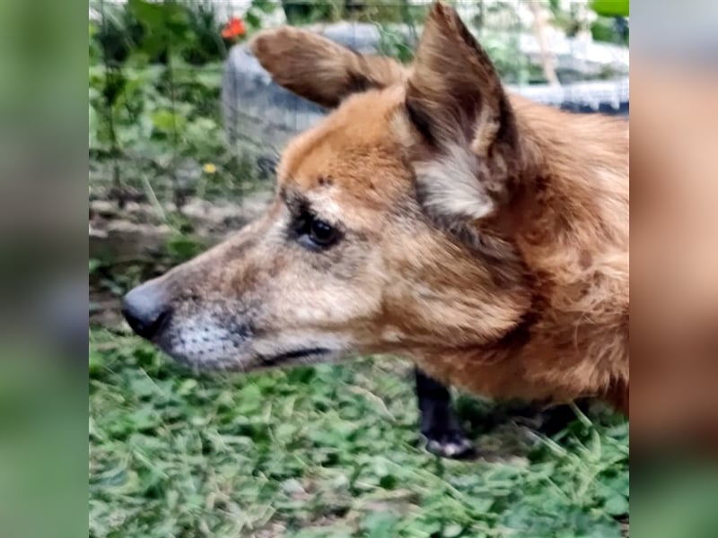 Hund Mirca ❤️(8 Jahre) sehr liebevoll & mag Katzen