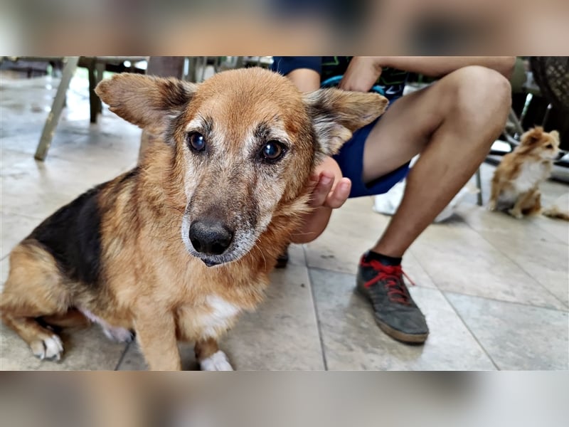 Hund Mirca ❤️(8 Jahre) sehr liebevoll & mag Katzen