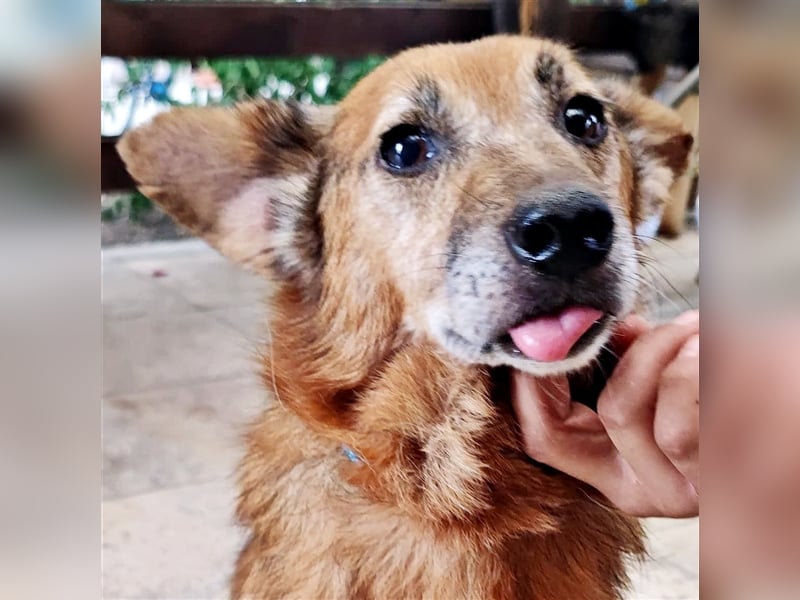 Hund Mirca ❤️(8 Jahre) sehr liebevoll & mag Katzen