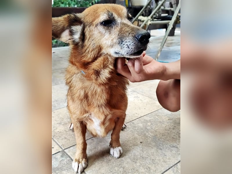 Hund Mirca ❤️(8 Jahre) sehr liebevoll & mag Katzen