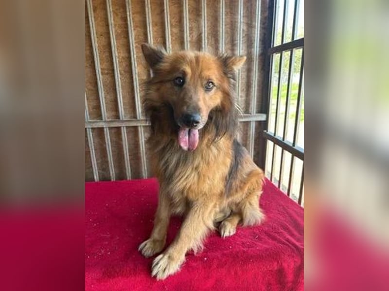 Alfi, Schäferhund-Mix, Rüde, geb. 03.08.2023, 46 cm, 14 kg