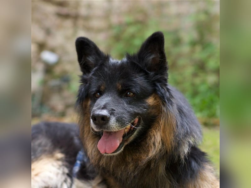 Verspielter Senior Bruno sucht sein Zuhause