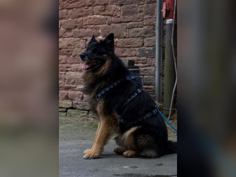 Verspielter Senior Bruno sucht sein Zuhause