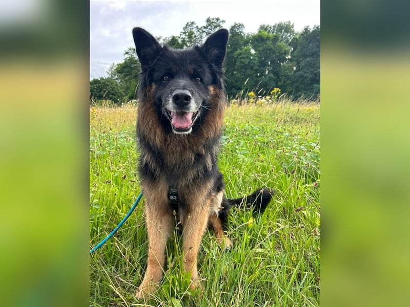 Verspielter Senior Bruno sucht sein Zuhause