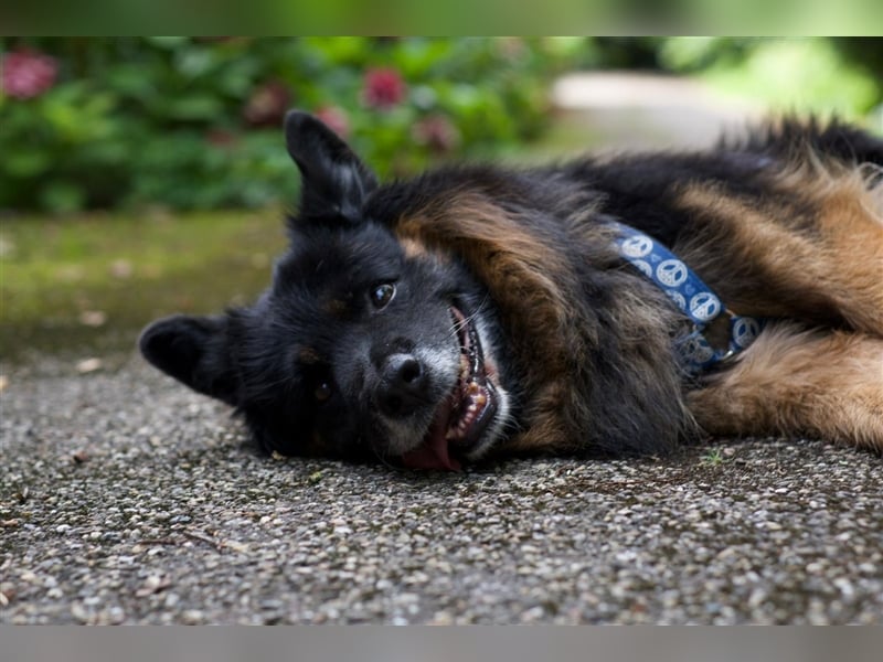 Verspielter Senior Bruno sucht sein Zuhause