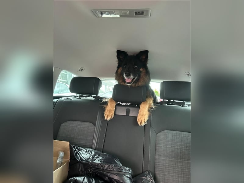 Toller Bruno sucht seine Familie