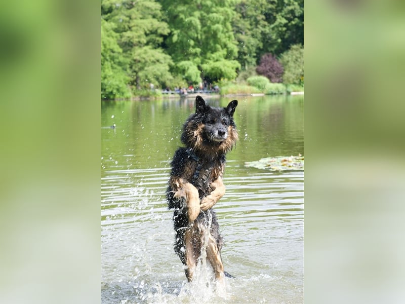 Verspielter Senior Bruno sucht sein Zuhause