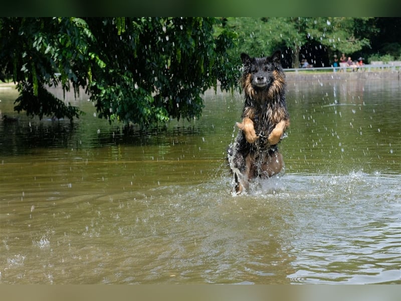 Verspielter Senior Bruno sucht sein Zuhause