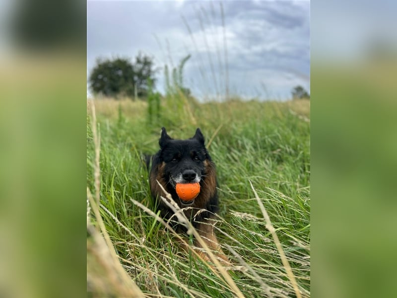 Verspielter Senior Bruno sucht sein Zuhause