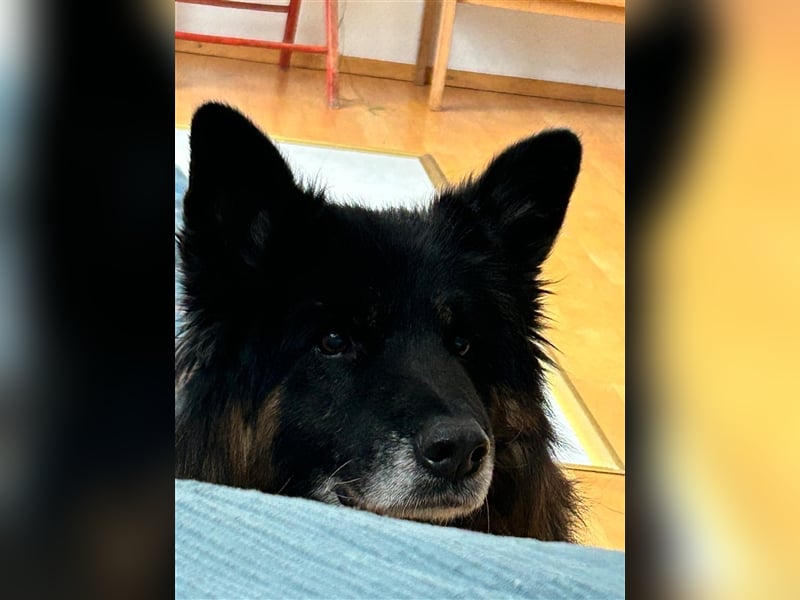 Verspielter Senior Bruno sucht sein Zuhause