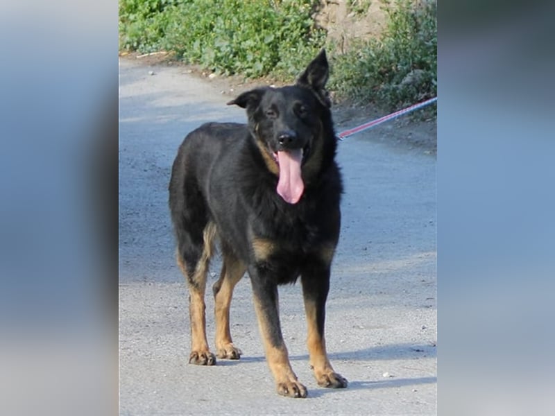 Liebenswerter Bruno sucht Dich zum Kuscheln