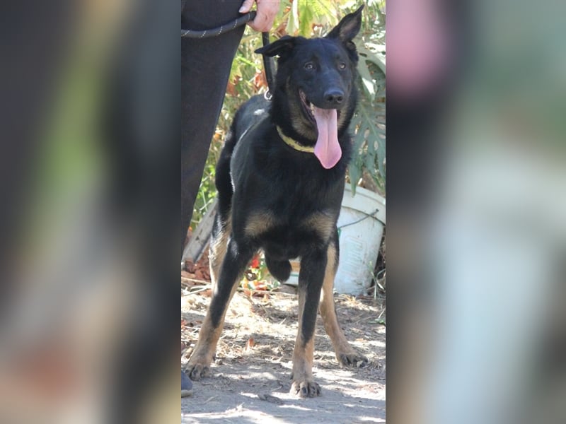 Liebenswerter Bruno sucht Dich zum Kuscheln