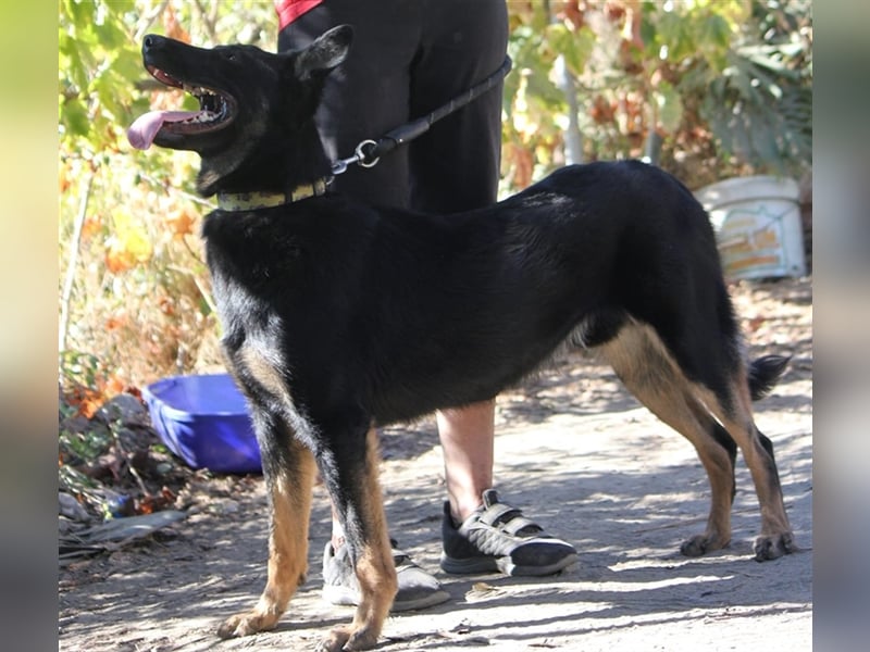 Liebenswerter Bruno sucht Dich zum Kuscheln