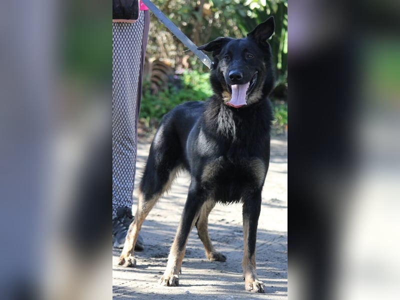 Liebenswerter Bruno sucht Dich zum Kuscheln