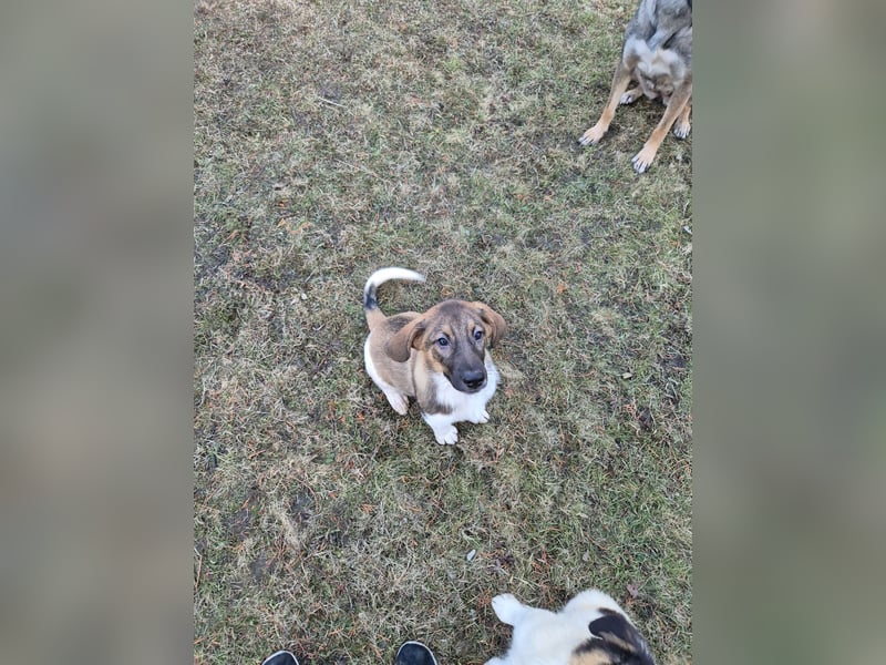 Liebevolle Schäferhund-Mischlingswelpen suchen ein neues Zuhause