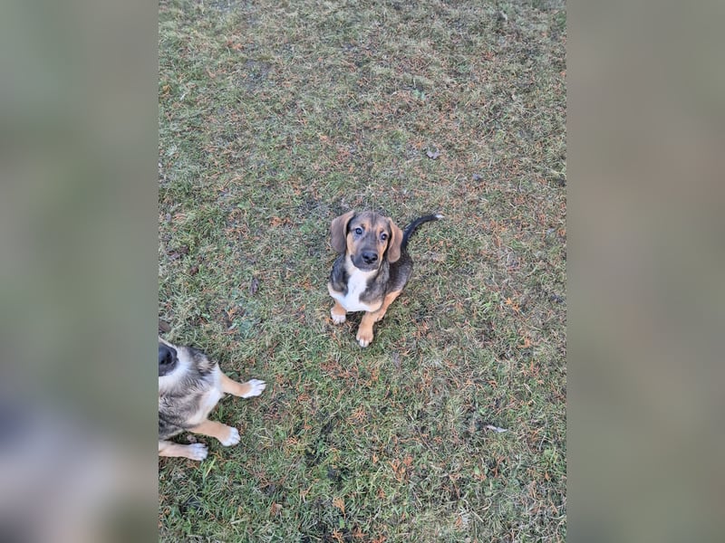Liebevolle Schäferhund-Mischlingswelpen suchen ein neues Zuhause