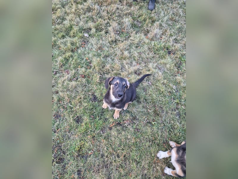 Liebevolle Schäferhund-Mischlingswelpen suchen ein neues Zuhause
