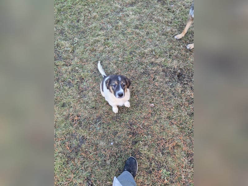 Liebevolle Schäferhund-Mischlingswelpen suchen ein neues Zuhause