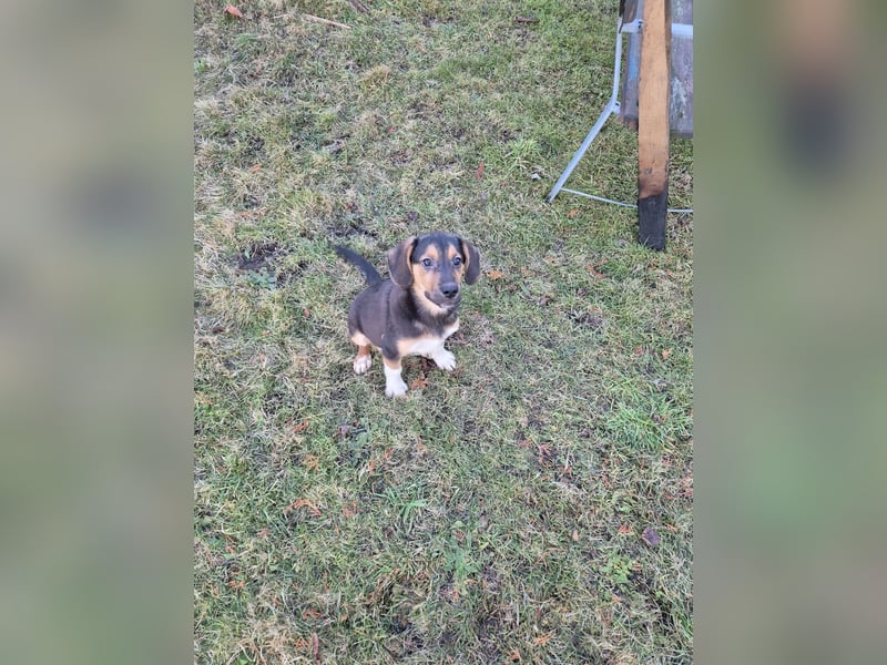 Liebevolle Schäferhund-Mischlingswelpen suchen ein neues Zuhause