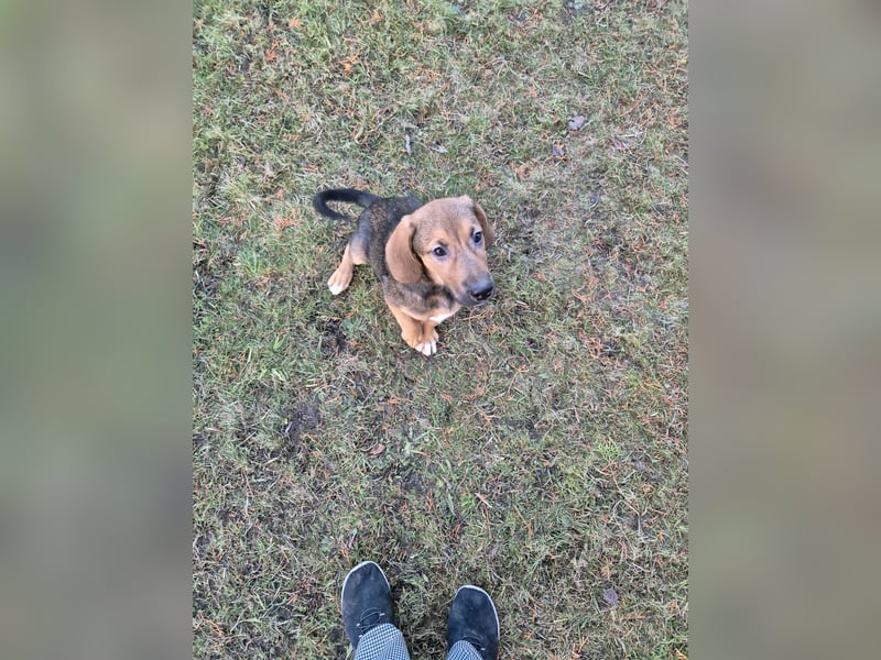 Liebevolle Schäferhund-Mischlingswelpen suchen ein neues Zuhause