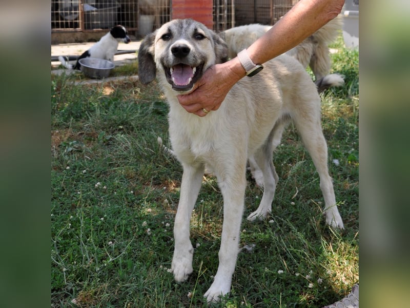 Jim- Schäferhund-Mischling