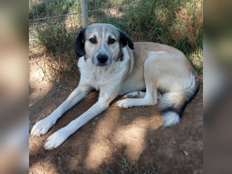 Jim- Schäferhund-Mischling