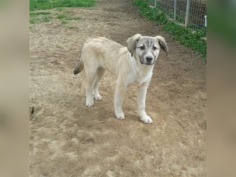 Jim- Schäferhund-Mischling